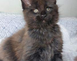 Maine Coon