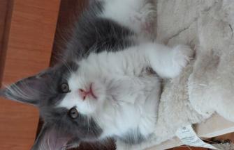 Arya