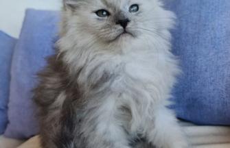 KLAUS