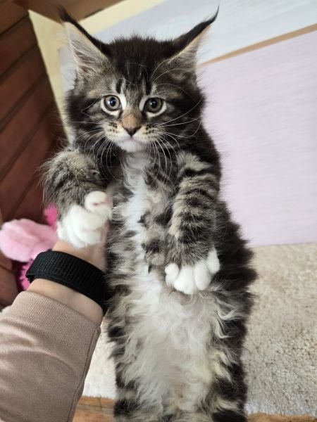 Maine Coon