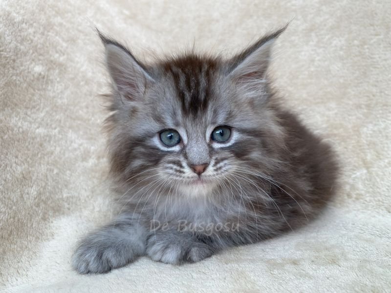 Maine Coon