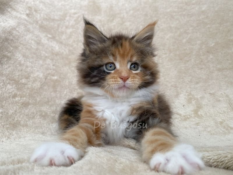 Maine Coon