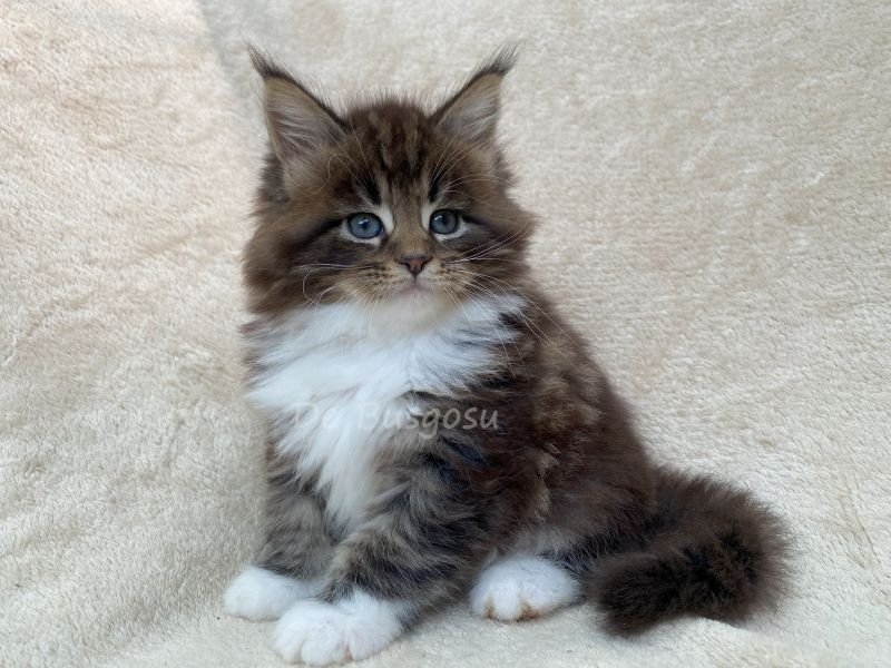 Maine Coon