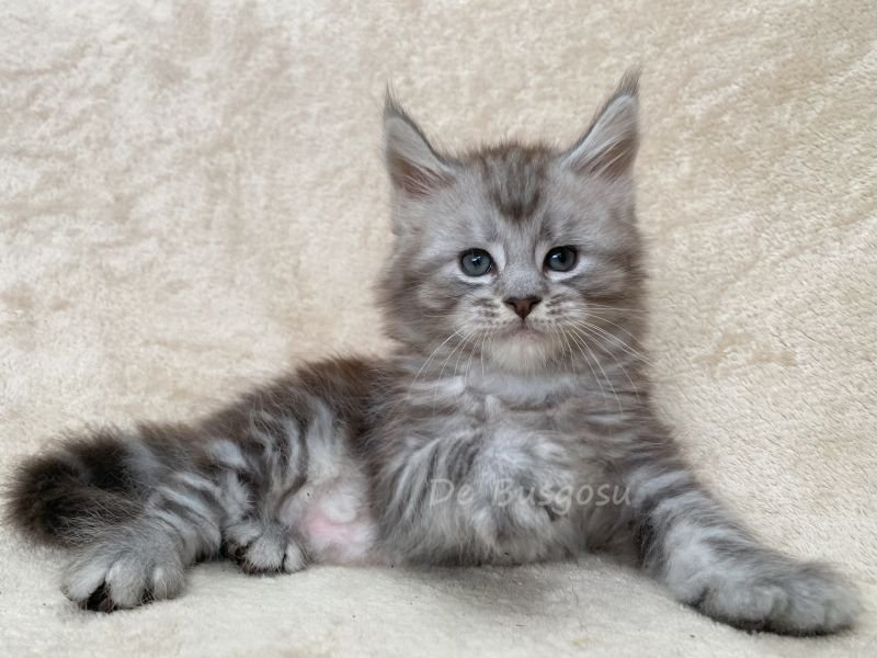 Maine Coon
