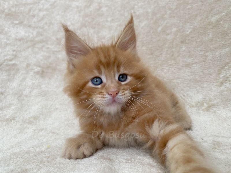 Maine Coon