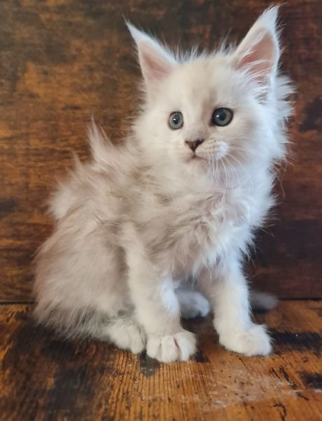 Maine Coon