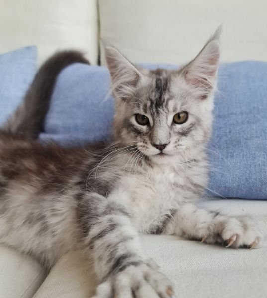 Maine Coon
