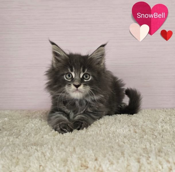 SnowBell