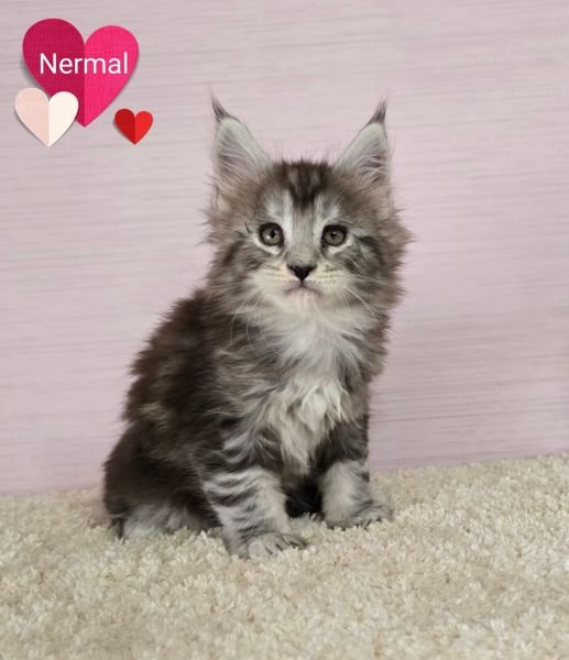 Nermal