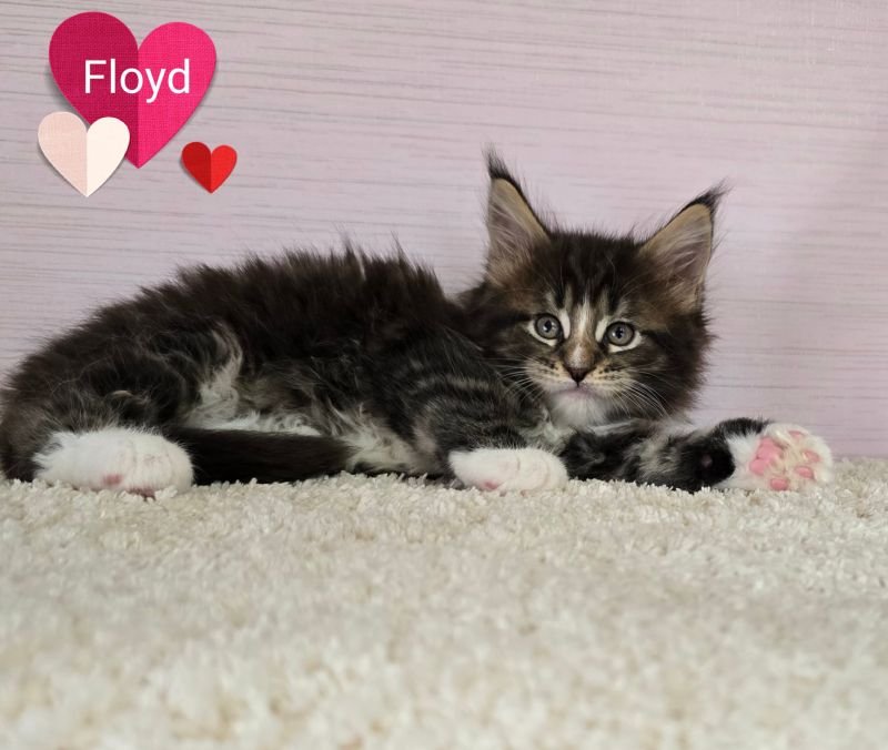 Floyd
