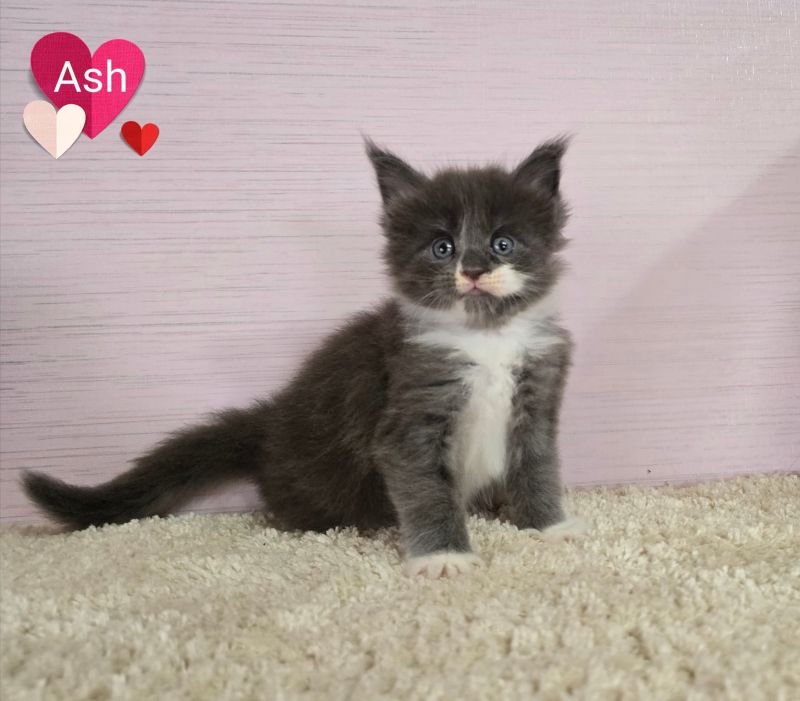 Ash