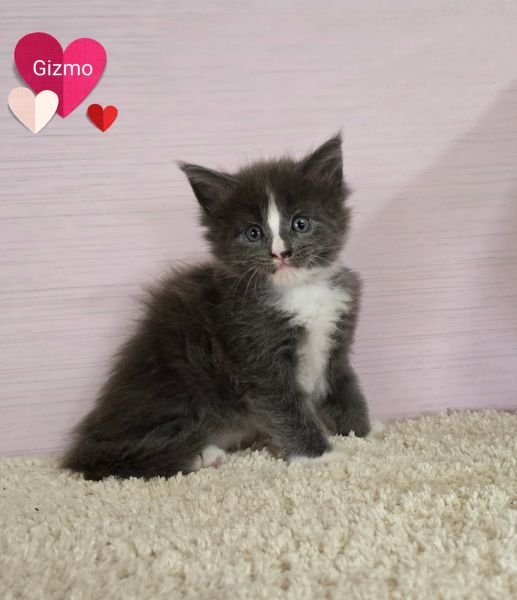 Gizmo