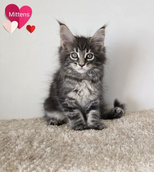 Mittens