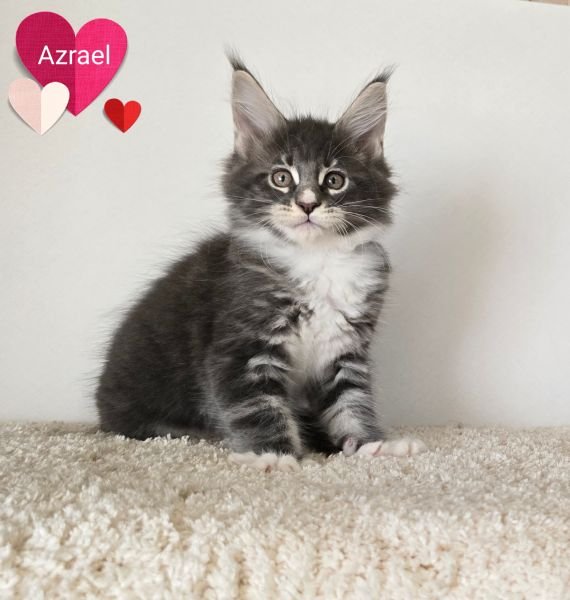 Azrael