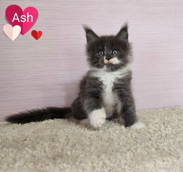 Ash