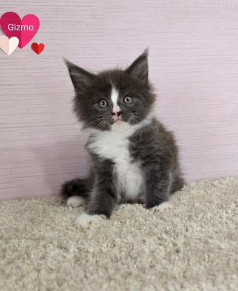 Gizmo