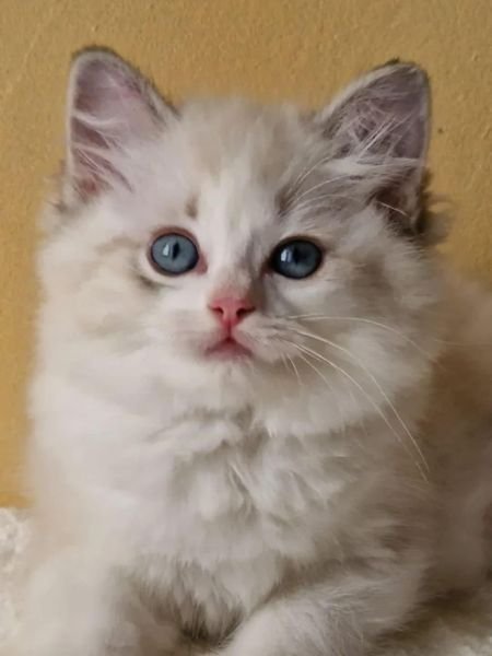 Ragdoll