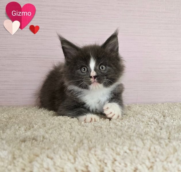 Gizmo