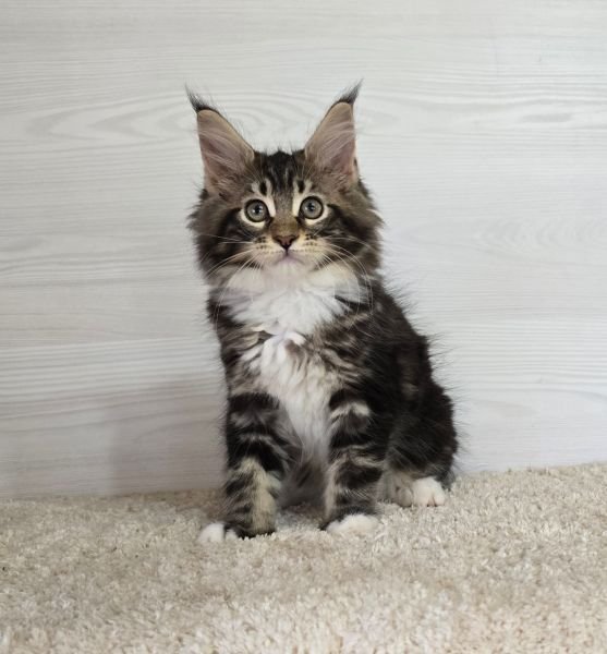 Maine Coon