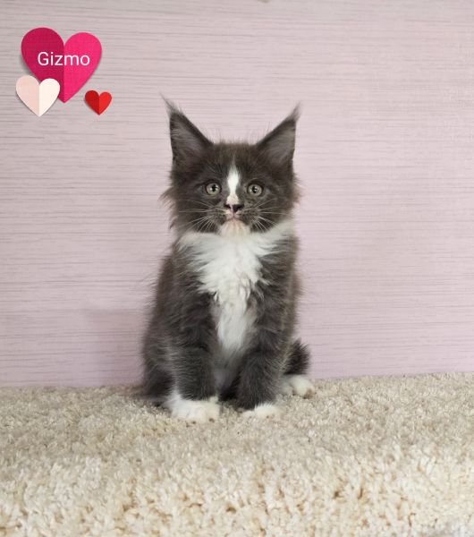 Gizmo
