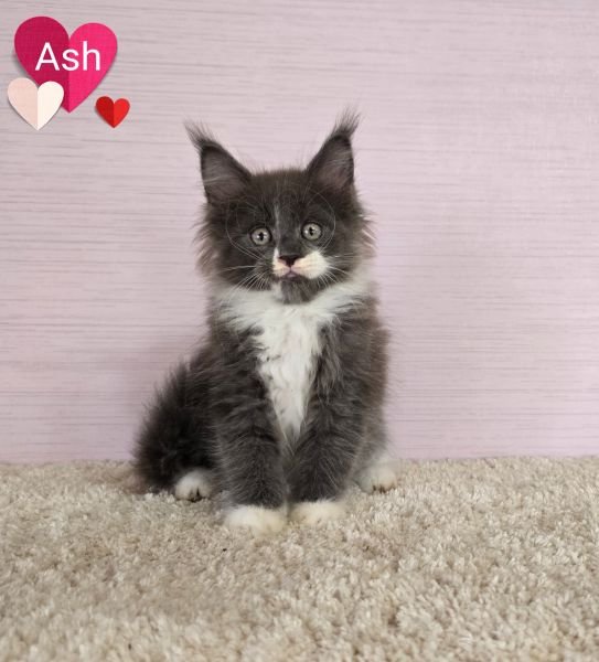 Ash