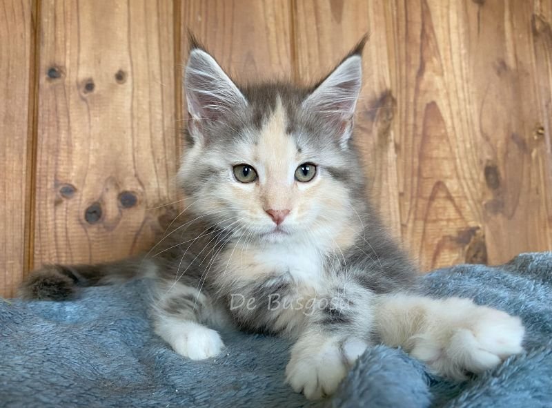 Maine Coon