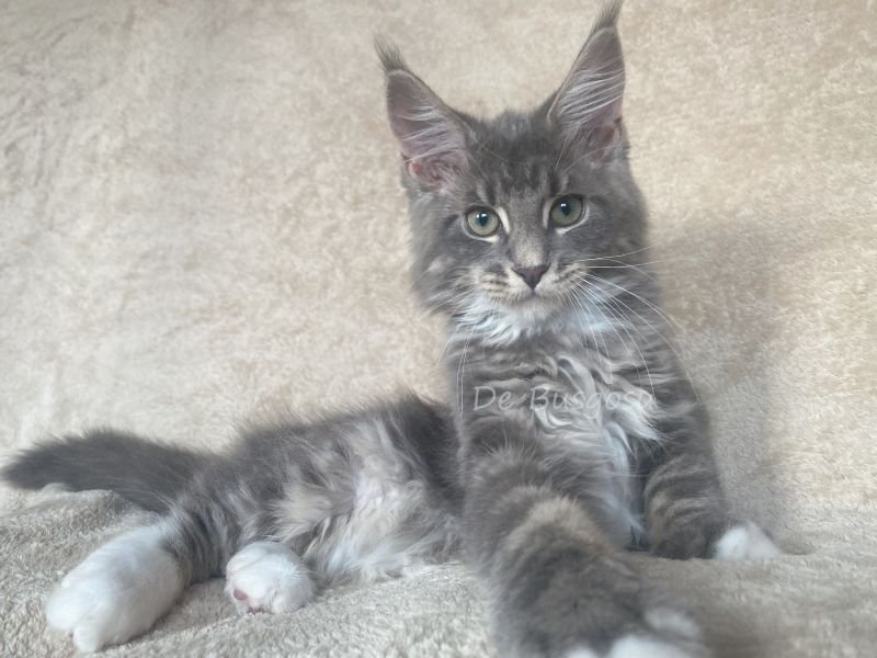Maine Coon