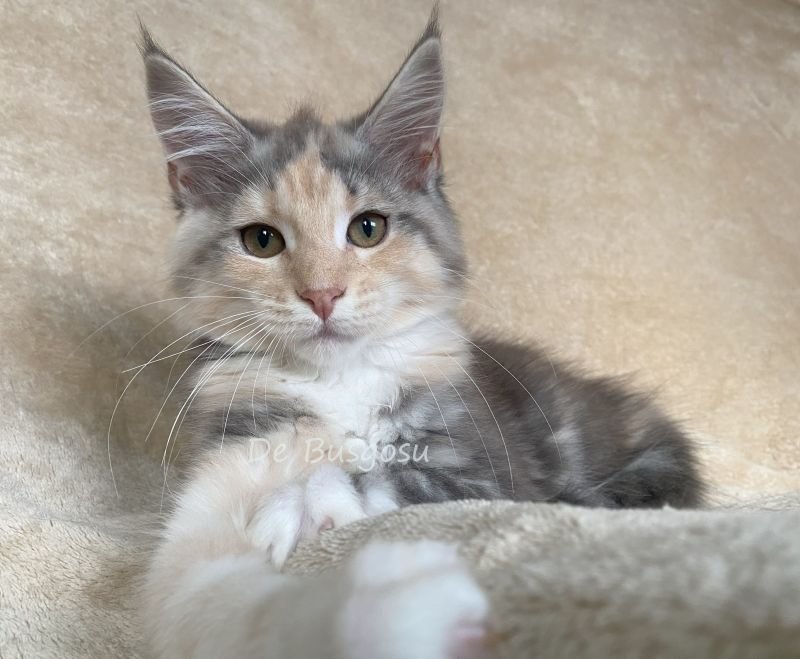 Maine Coon
