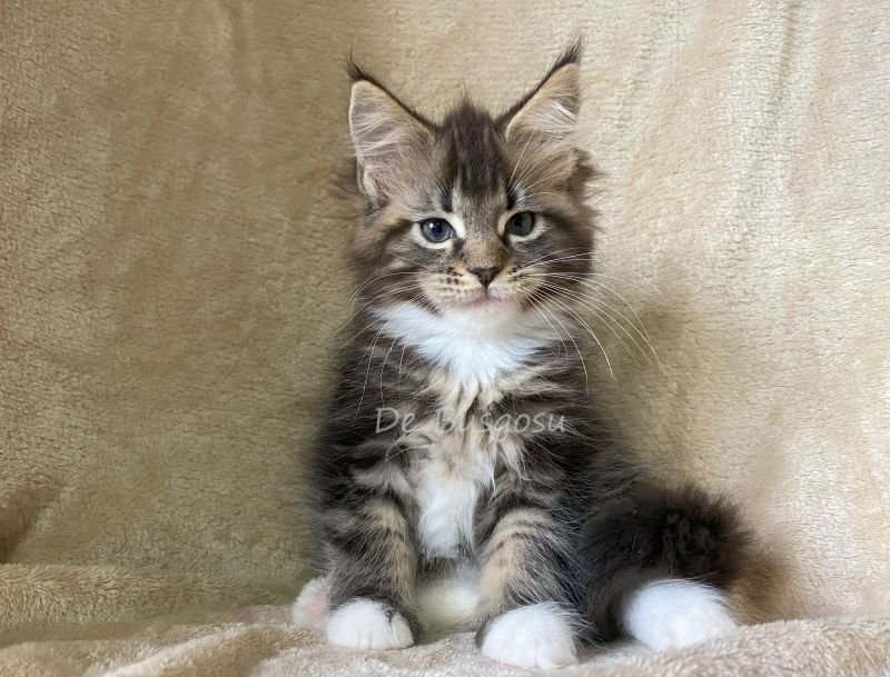 Maine Coon