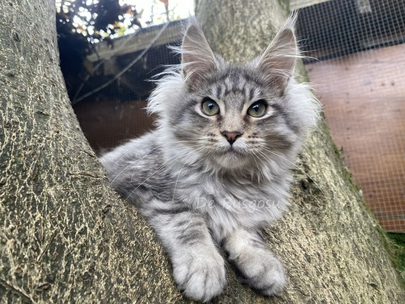 Maine Coon