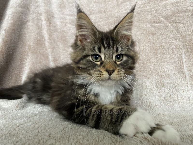 Maine Coon