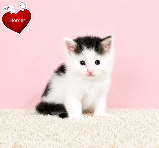 Maine Coon