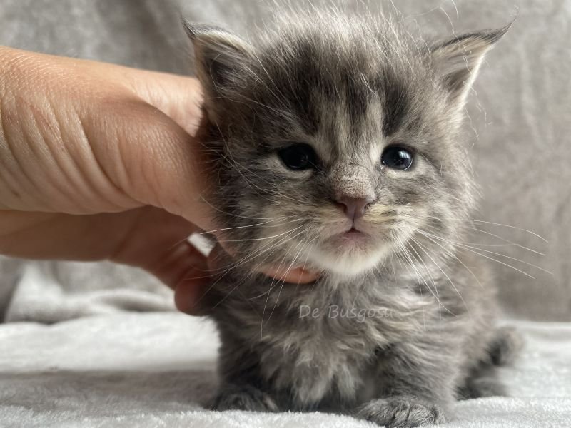 Maine Coon