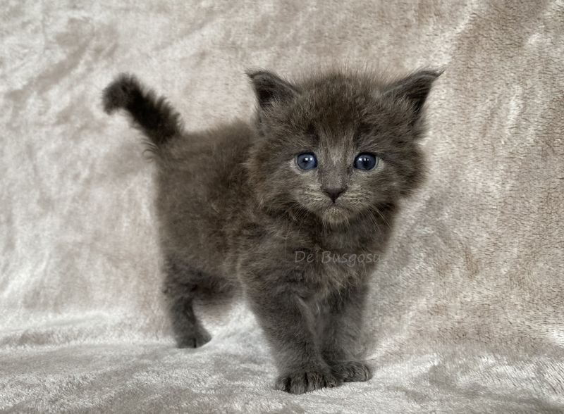 Maine Coon