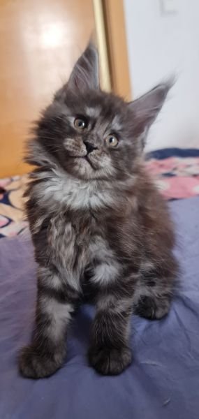 SYLVIA