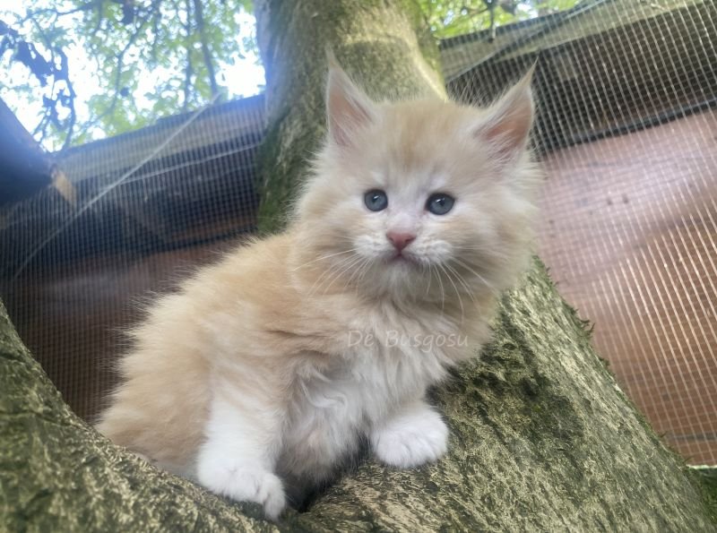 Maine Coon