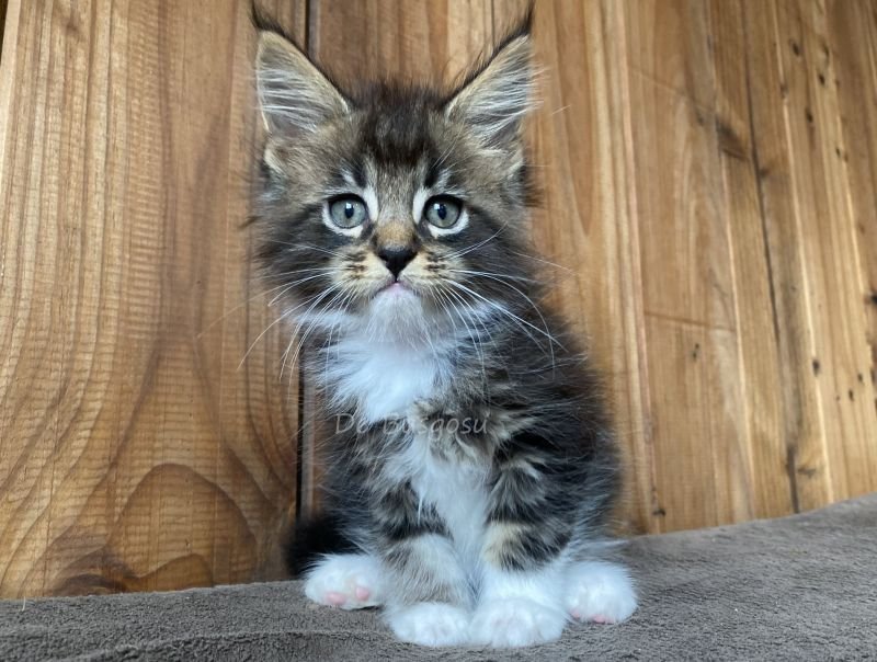 Maine Coon