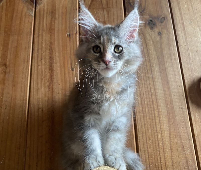 Maine Coon