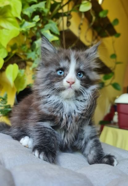 CHLOE