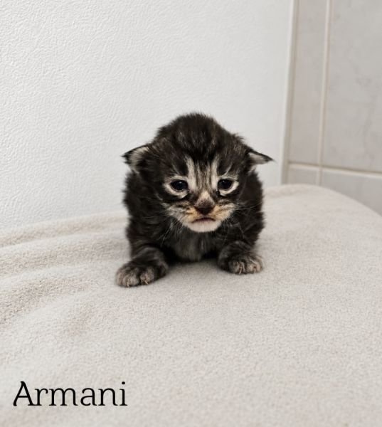 Armani