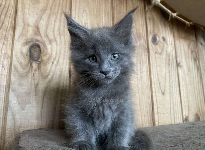 Maine Coon