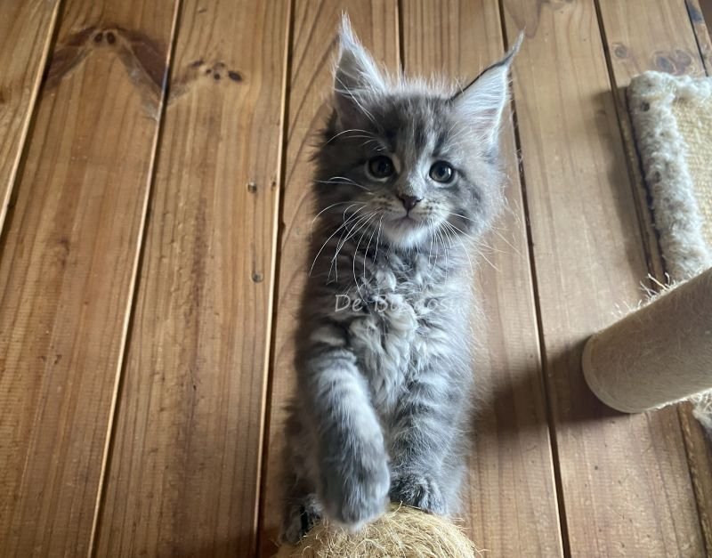 Maine Coon