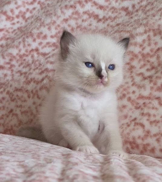 Ragdoll