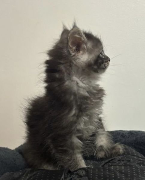 Maine Coon