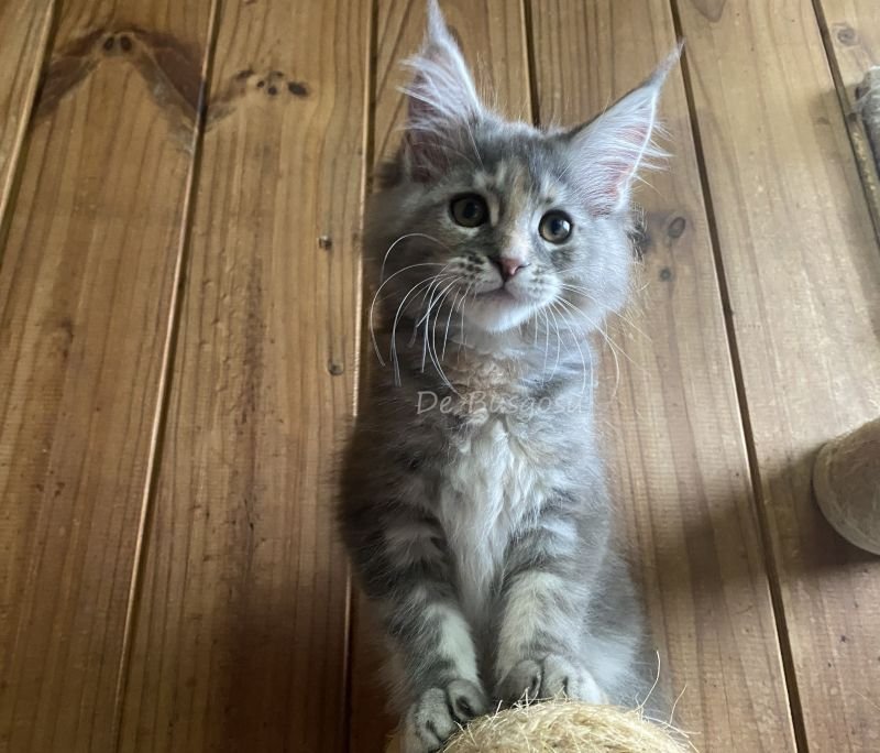 Maine Coon