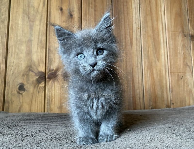Maine Coon