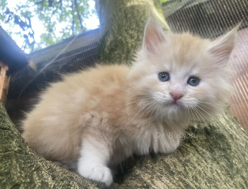 Maine Coon