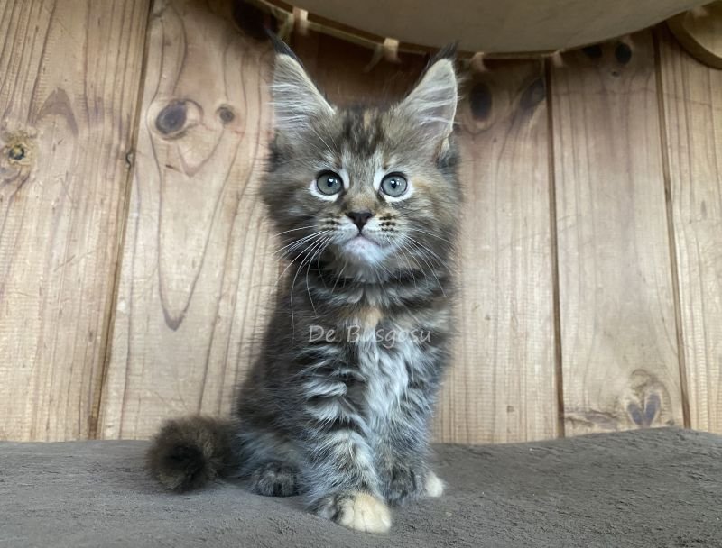 Maine Coon