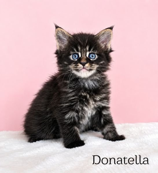 Maine Coon