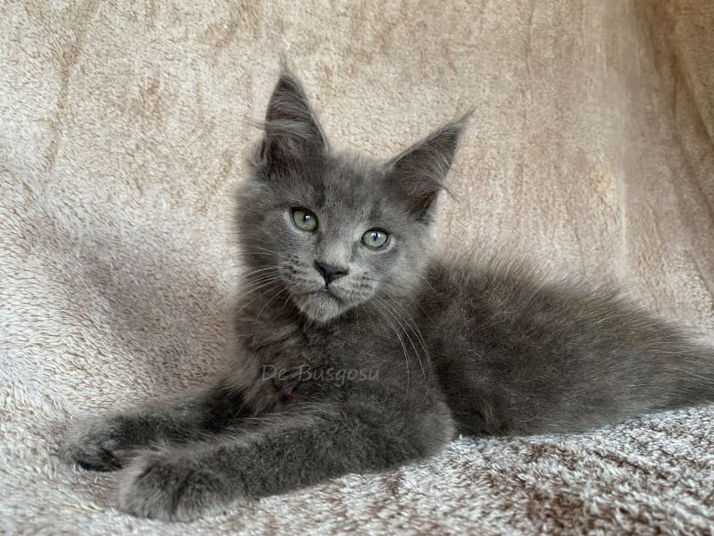 Maine Coon